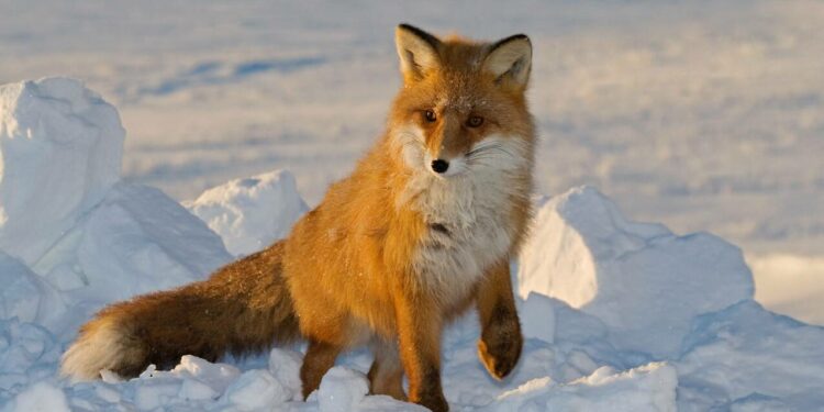 Qui hiberne et qui hiberne ?