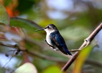 Qui mange le colibri ?