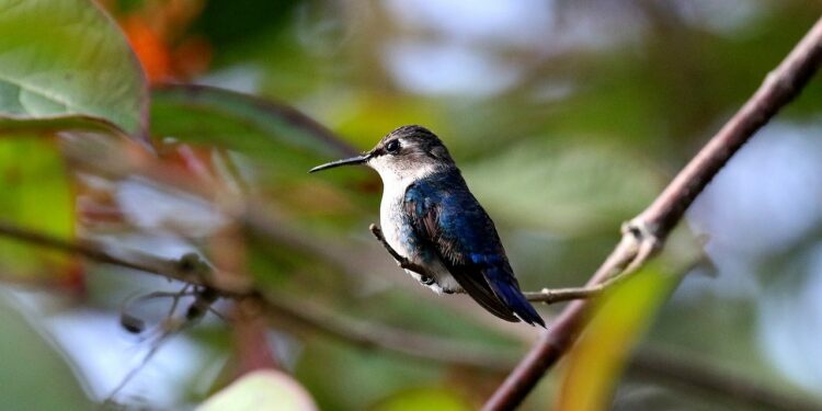 Qui mange le colibri ?