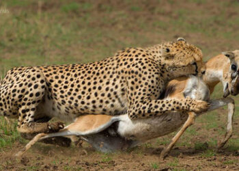Qui mange les Léopards ?