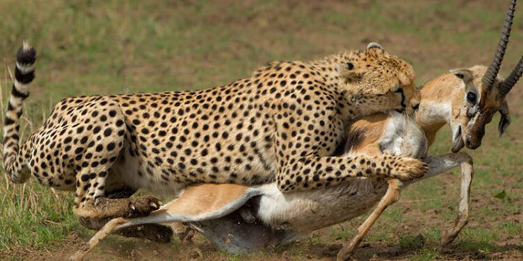 Qui mange les Léopards ?