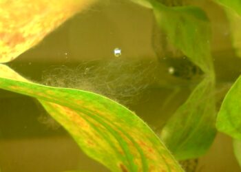 Qui mange les algues brunes ?