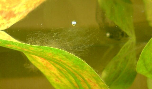 Qui mange les algues brunes ?