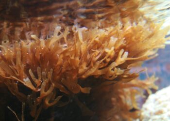 Qui mange les algues brunes ?