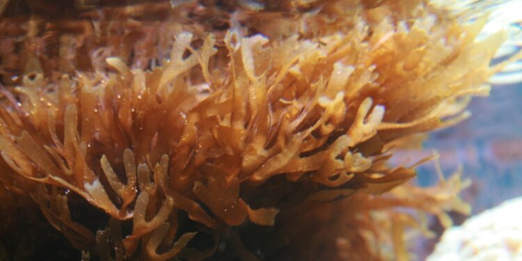 Qui mange les algues brunes ?