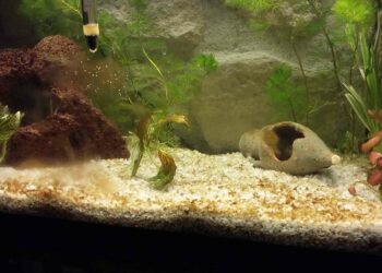 Qui mange les algues brunes ?