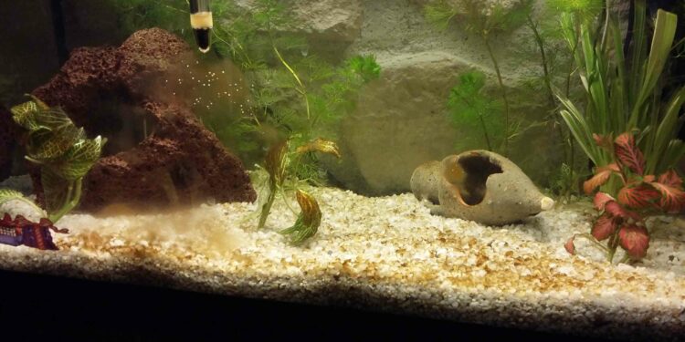 Qui mange les algues brunes ?