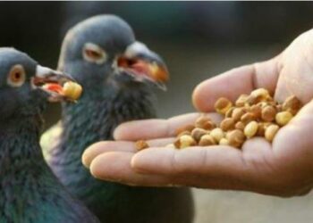 Qui mange les œufs de merle ?