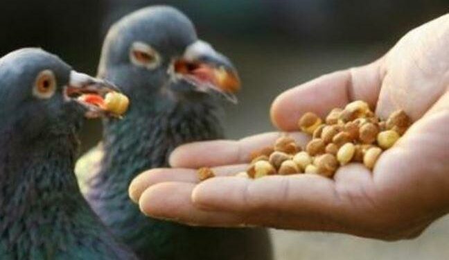 Qui mange les œufs de merle ?