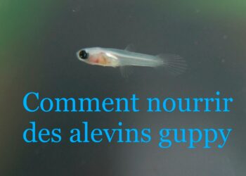 Qui mange les petits poissons ?