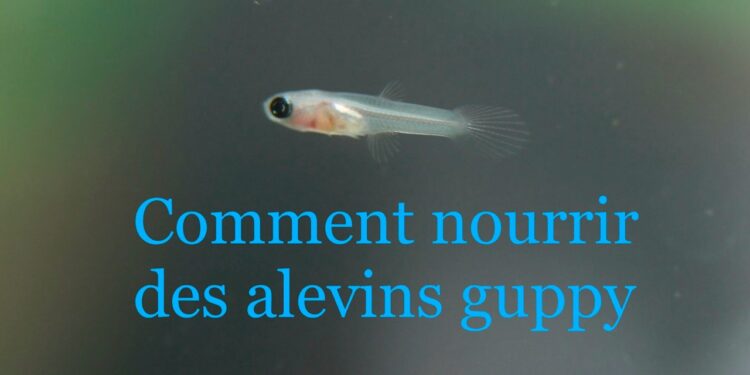 Qui mange les petits poissons ?