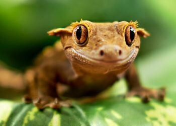 Qui mangent les geckos ?