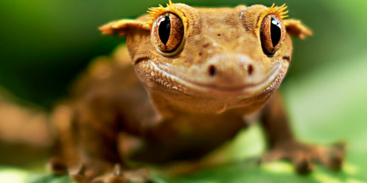 Qui mangent les geckos ?