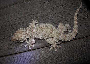 Qui mangent les geckos ?