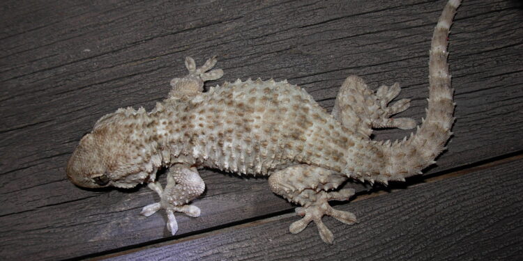 Qui mangent les geckos ?