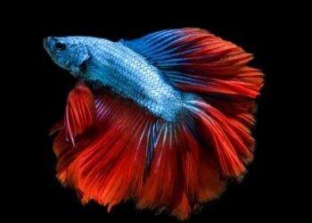 Qui mettre avec un combattant ?