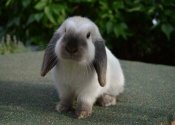 Qui peut avoir un nain ?