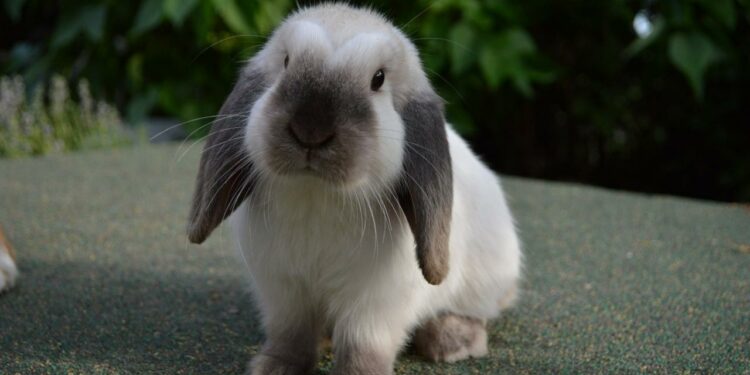 Qui peut avoir un nain ?