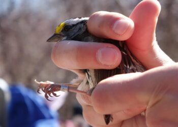 Qui peut baguer les oiseaux ?
