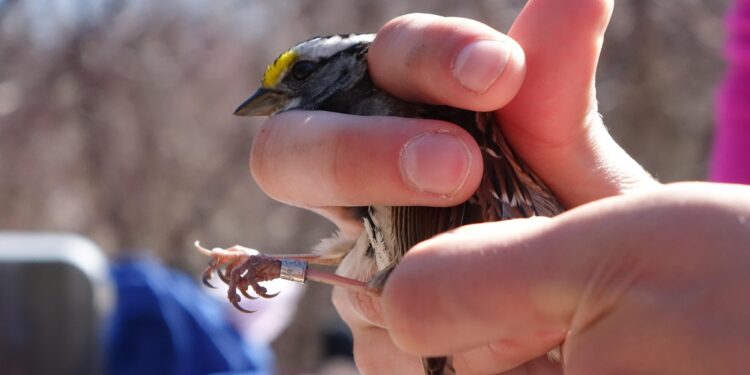 Qui peut baguer les oiseaux ?