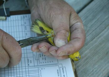 Qui peut baguer les oiseaux ?