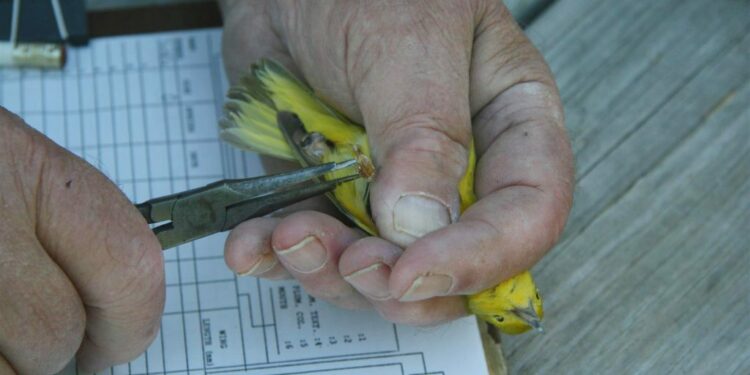 Qui peut baguer les oiseaux ?