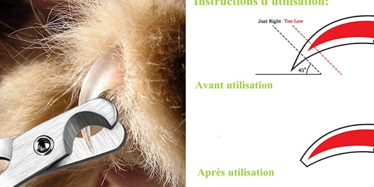 Qui peut couper les griffes d'un chat ?