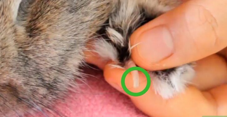 Qui peut couper les griffes d'un lapin ?