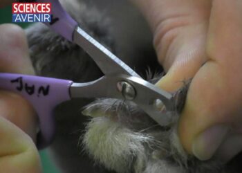 Qui peut couper les griffes d'un lapin ?