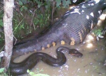 Qui peut tuer l'anaconda ?