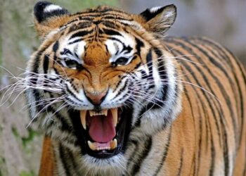 Qui peut tuer un lion ?