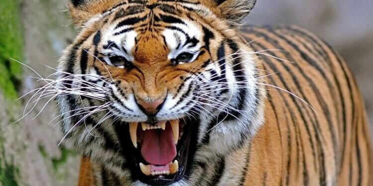 Qui peut tuer un lion ?