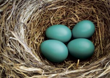 Qui pond des œufs verts ?