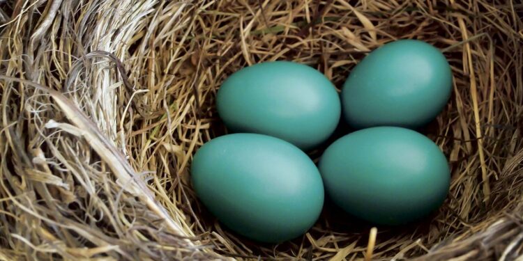 Qui pond des œufs verts ?