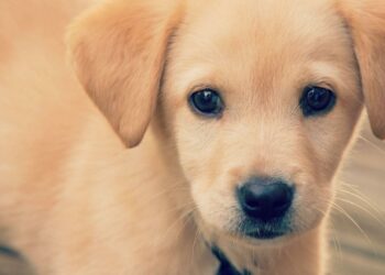 Qui reste petit petit chien mignon ?