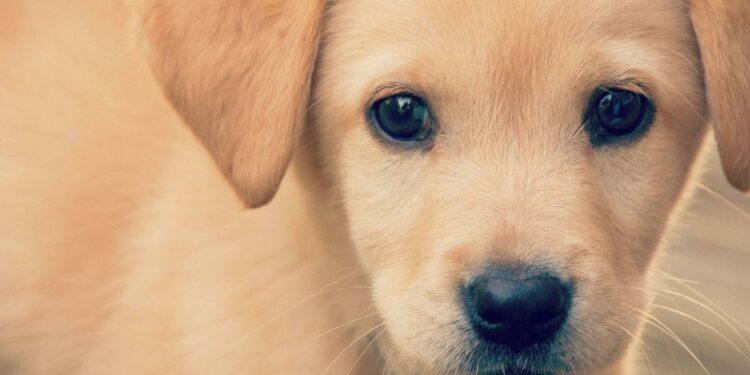 Qui reste petit petit chien mignon ?