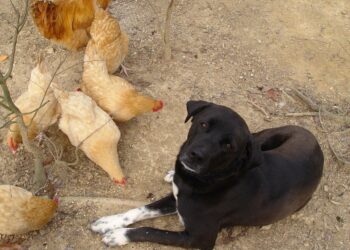 Qui sont les prédateurs des chiens ?