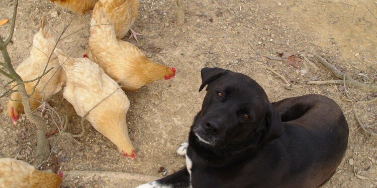 Qui sont les prédateurs des chiens ?