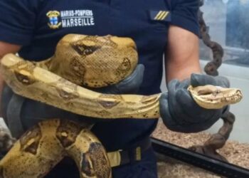 Qui tue les serpents ?