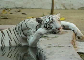 Qui vénère les vaches ?