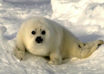 Qui vit au pôle Nord ?