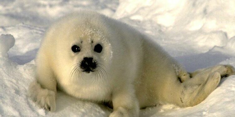 Qui vit au pôle Nord ?