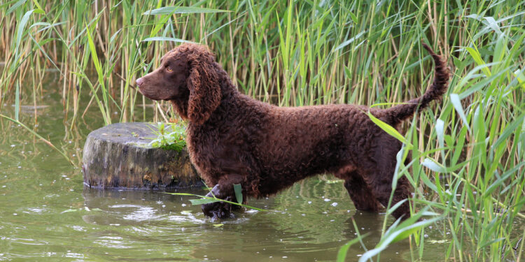 Qui vit dans la rivière ?
