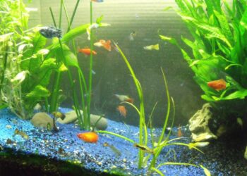 Qui vit dans un vivarium ?