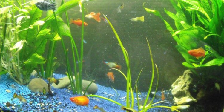 Qui vit dans un vivarium ?