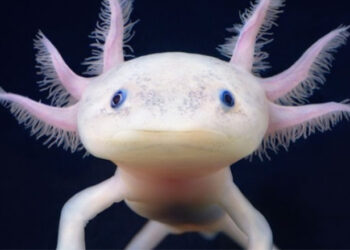 Qui vivent dans les eaux d'un lac ?