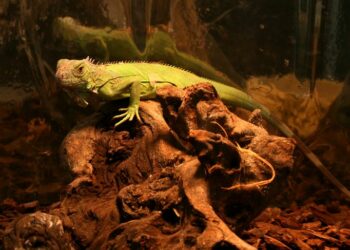 Should you turn off reptile heat lamp at night?