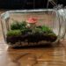 What animals go in a vivarium?