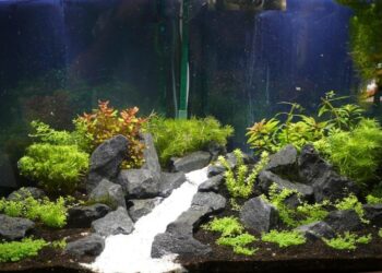 What do fish like in their tank?