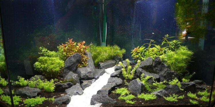 What do fish like in their tank?